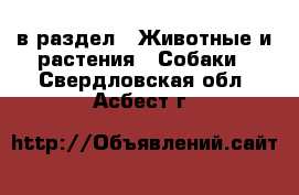  в раздел : Животные и растения » Собаки . Свердловская обл.,Асбест г.